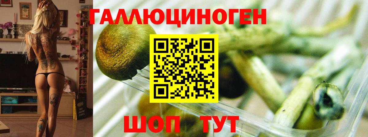 Галлюциногенные грибы Cubensis  Вход с VPN  Россошь  купить наркотики цена  Галлюциногенные грибы прущие грибы 
